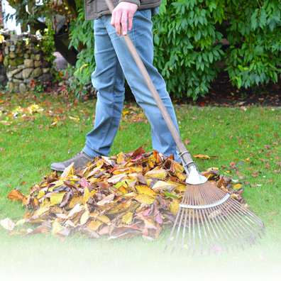 Person raking fall colored leaves. 